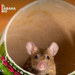 Aumenta la presencia de roedores en varios sectores de Cajicá.