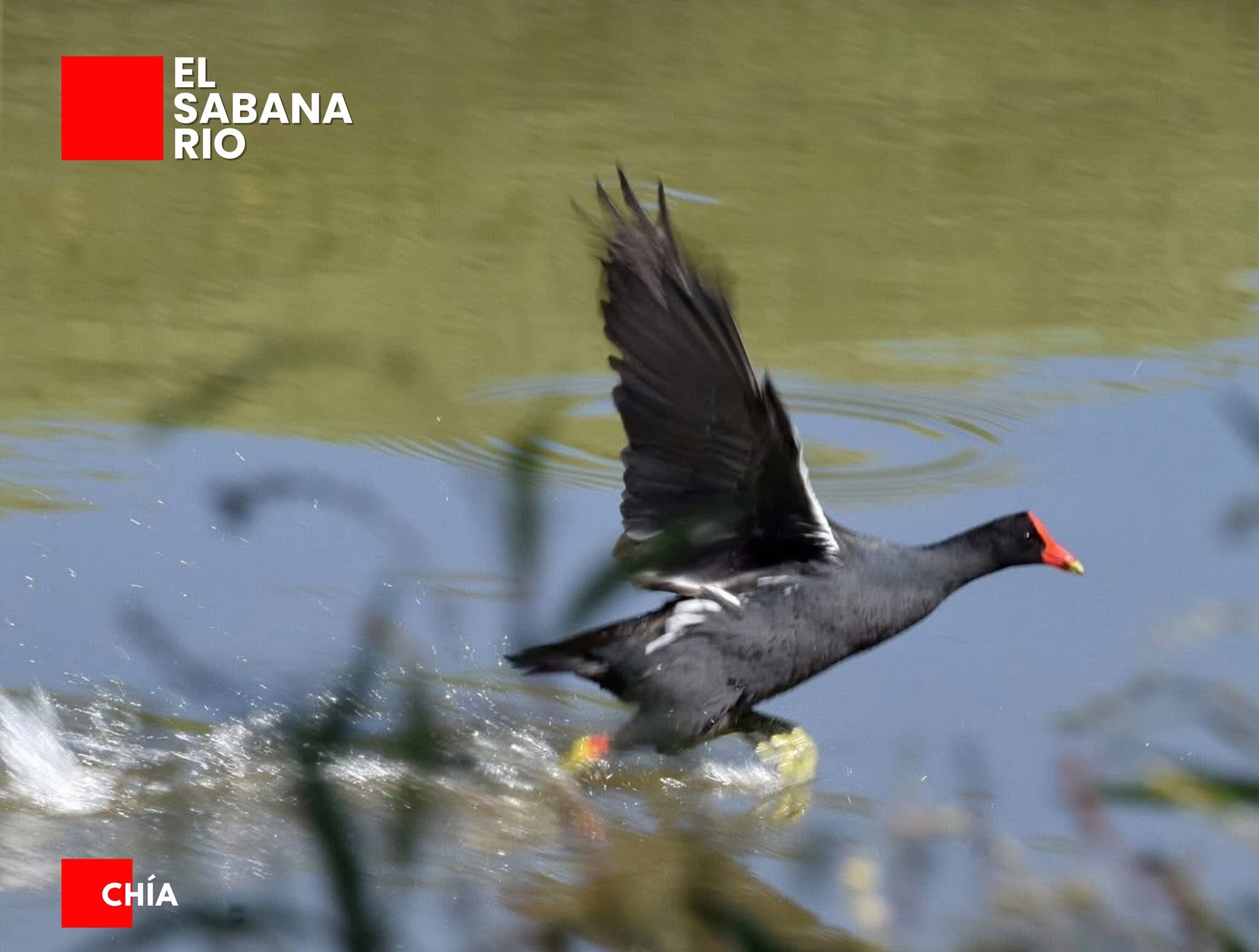 Chía registró 32 especies de aves durante jornada del Global Big Day
